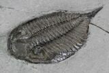 Dalmanites Trilobite Fossil - New York #99086-3
